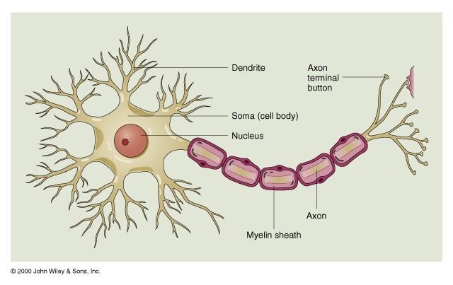 Il neurone Ogni neurone deve: + ricevere informazioni (input) dall ambiente o da altri neuroni + integrare le informazioni ricevute e produrre una risposta adeguata + condurre il segnale al terminale