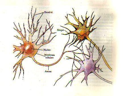 Il neurone Esseri umani 10.000.