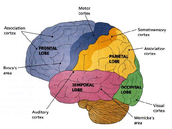 La corteccia: le aree corticali Area visiva primaria Area motoria primaria Area