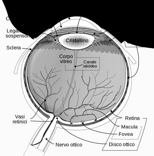 Capitolo 1 L occhio. 1.1 Anatomia dell iride.