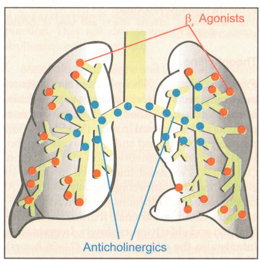 Anticolinergici Nell asma Ipratropio Tiotropio Gli agonisti β 2 -adrenergic agiscono maggiormente sulla muscolatura liscia