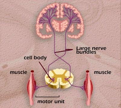 LA TRASMISSIONE NEUROMUSCOLARE La motilità volontaria e involontaria e il trofismo muscolare si attuano attraverso un organizzazione nervosa complessa costituita da: VIE DISCENDENTI a partenza dalla