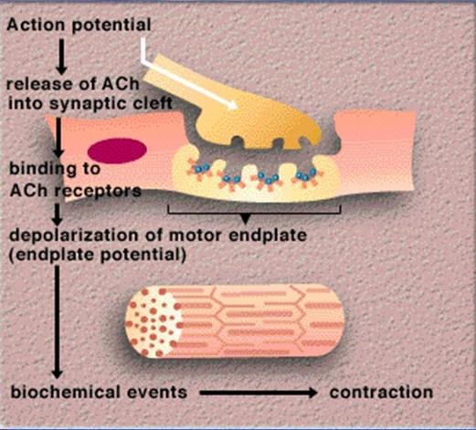 determina mobilizzazione del Ca ++ dai tubuli T e dal reticolo sarcoplasmatico e