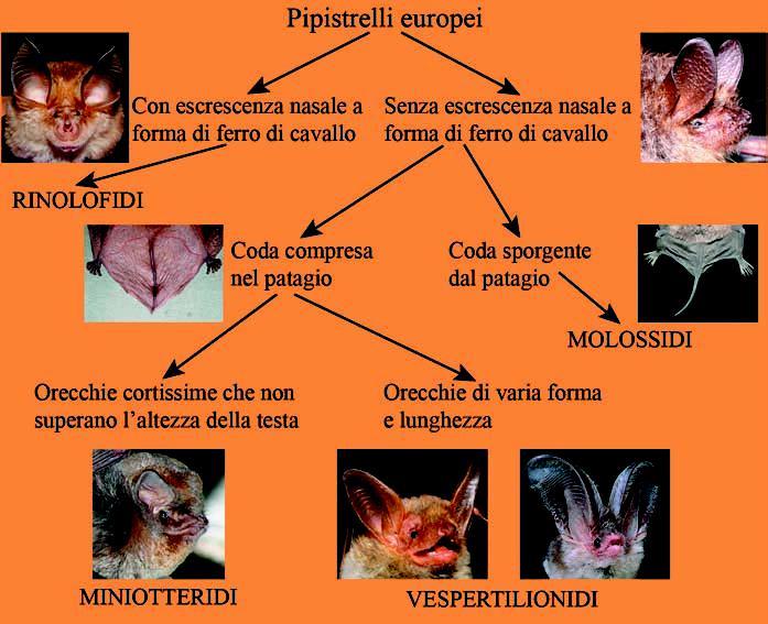 Muso di Miniotteride I Molossidi hanno una