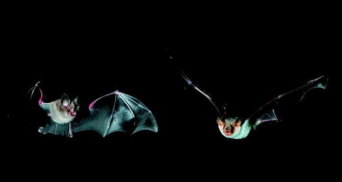 Come si orientano in volo i pipistrelli I pipistrelli per spostarsi in volo nella completa oscurità non utilizzano la vista, ma si orientano mediante l emissione di ultrasuoni.