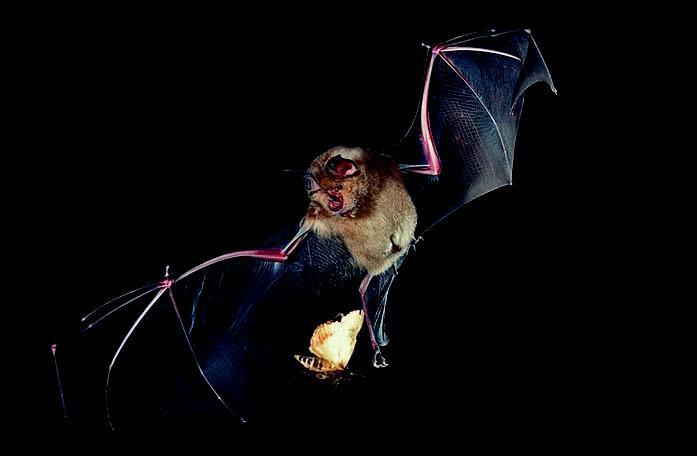 Alimentazione dei pipistrelli Tutti i nostri pipistrelli europei sono insettivori, cioè durante l attività di caccia notturna si nutrono principalmente di insetti, come ad esempio Ditteri,