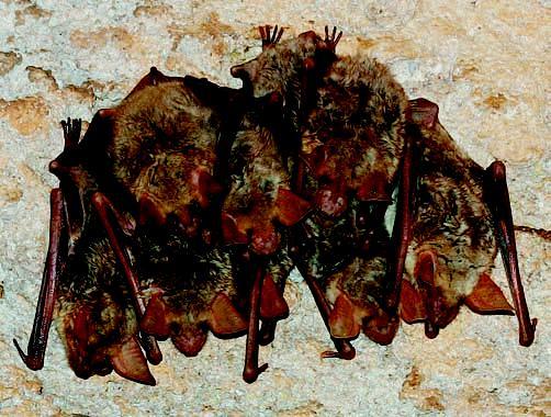 Ciclo annuale dei pipistrelli e riproduzione I pipistrelli sono animali notturni la cui vita giornaliera vede l alternarsi di riposo diurno e attività di caccia notturna per procurarsi il cibo.