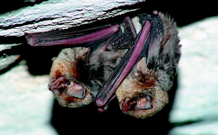 parte delle specie in periodo autunnale, ma possono avvenire anche durante l inverno seguente e raramente in primavera. Nella riproduzione i pipistrelli hanno un comportamento biologico particolare.