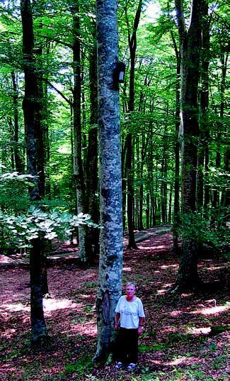 Uno dei metodi per aumentare la disponibilità di rifugi per i chirotteri in aree che ne sono povere è quello di installare dei nidi artificiali, le cosidette bat box.