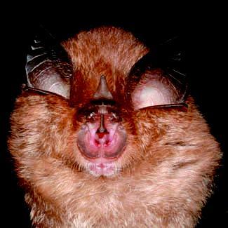 Rinolofo minore - Rhinolophus hipposideros (Bechstein, 1800) Morfologia e Biometria - E il più piccolo Rinolofo europeo, facilmente riconoscibile per le sue ridotte dimensioni.