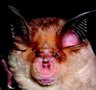 Rinolofo di Mehely - Rhinolophus mehelyi Matschie, 1901 Morfologia e Biometria - Pipistrello di media taglia, la cui foglia nasale ha apice della sella appuntito e diritto, lancetta piccola con l