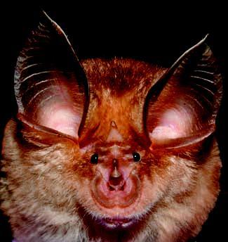 Rinolofo euriale - Rhinolophus euryale (Blasius, 1853) Morfologia e Biometria - Pipistrello di media taglia, la cui foglia nasale ha apice della sella fortemente appuntito e più lungo del Rinolofo di