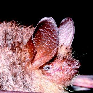 Vespertilio smarginato - Myotis emarginatus (Geoffroy, 1806) Morfologia e Biometria - Pipistrello di media taglia, caratterizzato da orecchie di media lunghezza, con una evidente e ben marcata