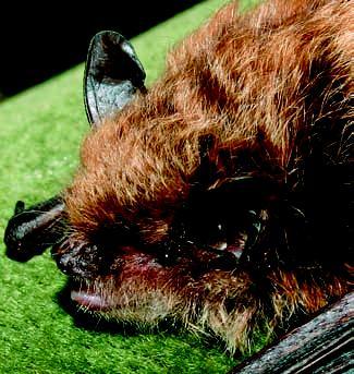 Vespertilio mustacchino - Myotis mystacinus (Kuhl, 1817) Morfologia e Biometria - Pipistrello di piccola taglia di non facile identificazione, riconoscibile dall orecchio corto e appuntito che