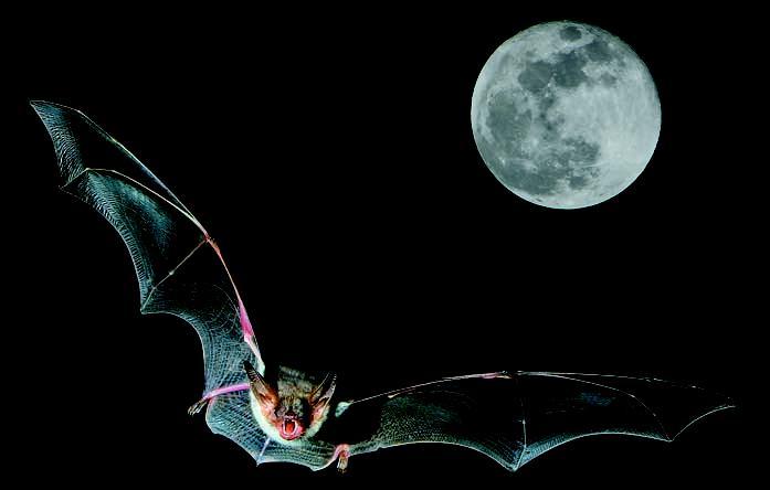 I pipistrelli o chirotteri I pipistrelli o chirotteri sono gli unici mammiferi dotati di ali e quindi in grado di volare come gli uccelli.