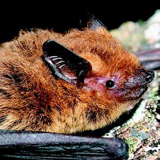Pipistrello albolimbato - Pipistrellus kuhlii (Kuhl, 1817) Morfologia e Biometria - Pipistrello di piccola taglia, leggermente più grande del Pipistrello nano, con orecchie corte e poco appuntite,