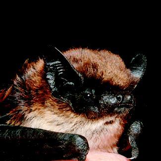 Pipistrello di Savi - Hypsugo savii (Bonaparte, 1837) Morfologia e Biometria - Pipistrello di piccola taglia, riconoscibile per avere il muso nero e le orecchie nere piccole e arrotondate e trago