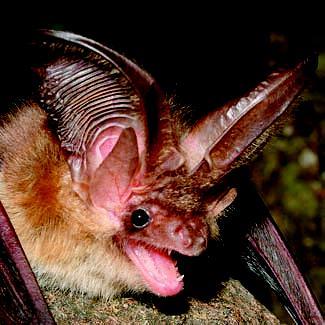 Orecchione comune - Plecotus auritus (Linnaeus, 1758) Morfologia e Biometria - Pipistrello caratteristico con grandi orecchie, lunghe quasi quanto il corpo e unite davanti sulla fronte.