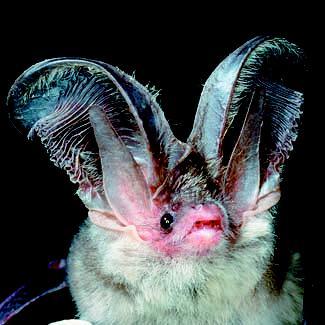 Orecchione sardo Plecotus sardus Mucedda, Kiefer, Pidinchedda & Veith, 2002 Morfologia e Biometria - Pipistrello caratteristico con grandi orecchie, lunghe quasi quanto il corpo e unite davanti sulla