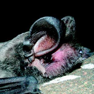 Molosso di Cestoni Tadarida teniotis (Rafinesque, 1814) Morfologia e Biometria - Pipistrello di grossa taglia, riconoscibile perchè è l unico pipistrello europeo ad avere la coda grossa e sporgente