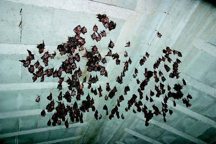 Colonia di pipistrelli nella soffitta di una casa disabitata sure dei muri, pannellature in legno.