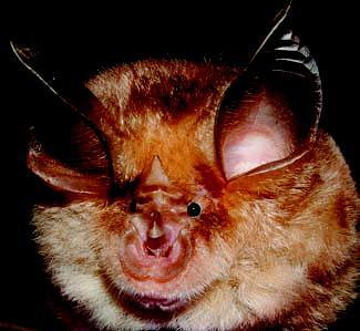 Classificazione dei pipistrelli I chirotteri europei appartengono al sottordine dei Microchirotteri e comprendono attualmente 45 specie appartenenti a 4 famiglie: i Rinolofidi, i Vespertilionidi, i