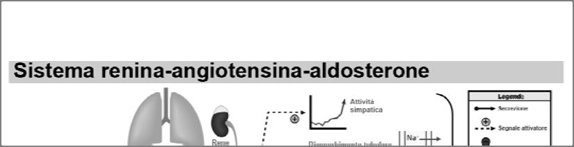 Meccanismi di controllo intermedi In definitiva l azione mediata dalla Angiotensina