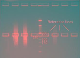 10x ligase buffer, 10 μl; Ion P1 adapter, 2 μl; Ion Xpress Barcode X* (*barcode scelto per ciascun campione), 2 μl; dntp mix, 2 μl; Acqua nuclease-free, 49 μl; DNA ligase, 2 μl Nick Repair