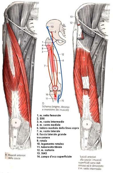 M. Quadricipite Femorale Funzione: estensione del ginocchio. Il retto femorale è il secondo più importante flessore dell anca M.
