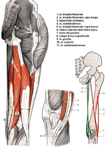 Funzione: M. Ischio Crurali M. Bicipite femorale: Il capo lungo partecipa all estensione dell anca. Entrambi partecipano alla flessione del ginocchio M. Semitendinoso: all estensione dell anca.