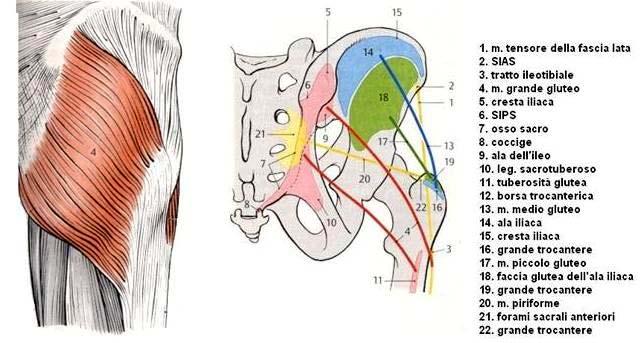 M. Grande Gluteo Funzione: il più importante estensore e rotatore esterno dell anca. A punto fisso distale porta in retroversione il bacino.