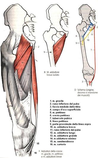 M. Gracile, Pettineo Funzione: M. Pettineo: flessore e adduttore dell anca M. Gracile: adduttore dell anca a ginocchio esteso e rotatore interno. E anche flessore del ginocchio M.