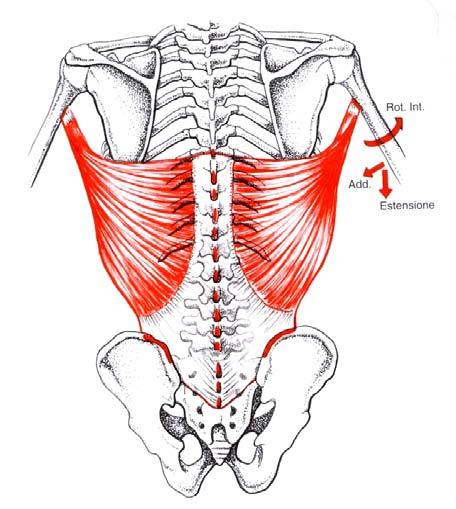 Muscolo Gran Dorsale Funzione: adduce, estende e ruota internamente la spalla processi spinosi da D6-D7 a L5, faccia esterna delle