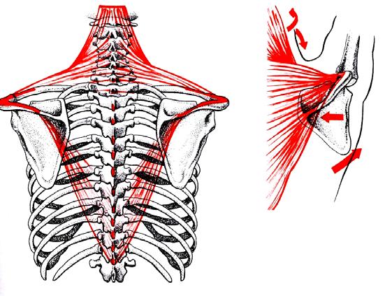 M. Trapezio Funzione: nell insieme fissa il cingolo scapolare trazionando la scapola e clavicola postero medialmente verso il rachide occipite, legamento nucale,