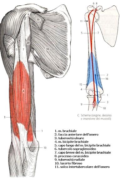 M. Bicipite Brachiale Funzione: flessore e supinatore dell avambraccio sul braccio. Il capo lungo è abduttore e rotatore interno. Il capo breve è adduttore.