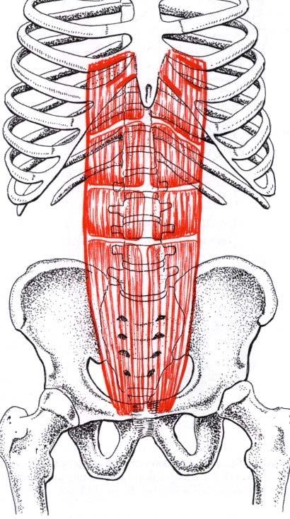 M. Retto Addominale processo xifoideio e faccia esterna della 5,6 e 7 cartilagine costale Inserzione:
