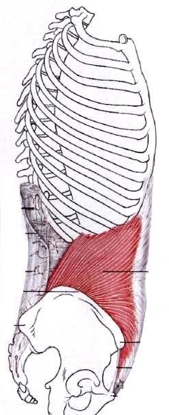 M. Obliquo Interno fascia toracolombare, cresta iliaca superiormente, spina iliaca antero superiore, legamento inguinale Inserzione: margine inferiore della 10,11 e 12 costa medialmente, aponeurosi