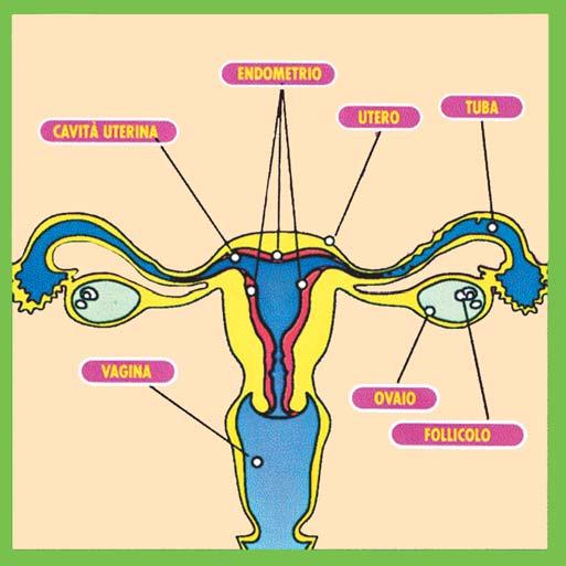 I sintomi Alcune donne (circa il 20-25%) non hanno alcun sintomo.