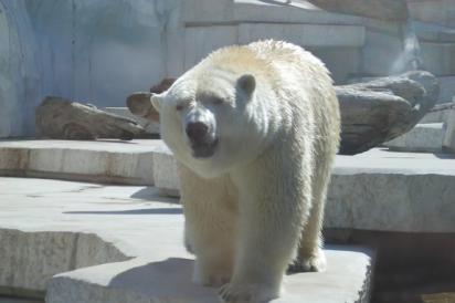 Scheda per gli allievi Clima e neve WWF SVIZZERA www.wwf.ch/scuola L orso polare Aspetto Clima e orsi polari L orso polare è il mammifero carnivoro di terraferma più grande al mondo.