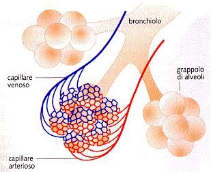 ALVEOLI Ogni alveolo è una piccola cavità formata da un solo strato