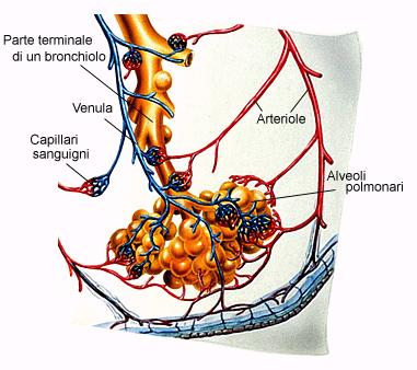 capillari sanguigni Attraverso la parete degli alveoli e dei