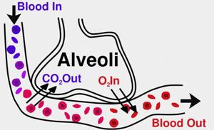 SCAMBIO DEI GAS RESPIRATORI I capillari che avvolgono gli alveoli