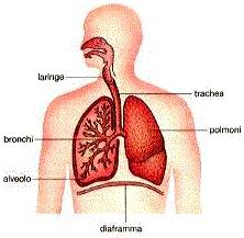 LE VIE RESPIRATORIE Le vie respiratorie sono l insieme degli organi che collegano i
