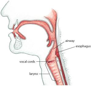 Quando deglutiamo, l epiglottide chiude l apertura della glottide per impedire al cibo di
