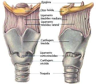 LARINGE Ha la forma di un imbuto rovesciato Ha uno scheletro cartilagineo (la cartilagine