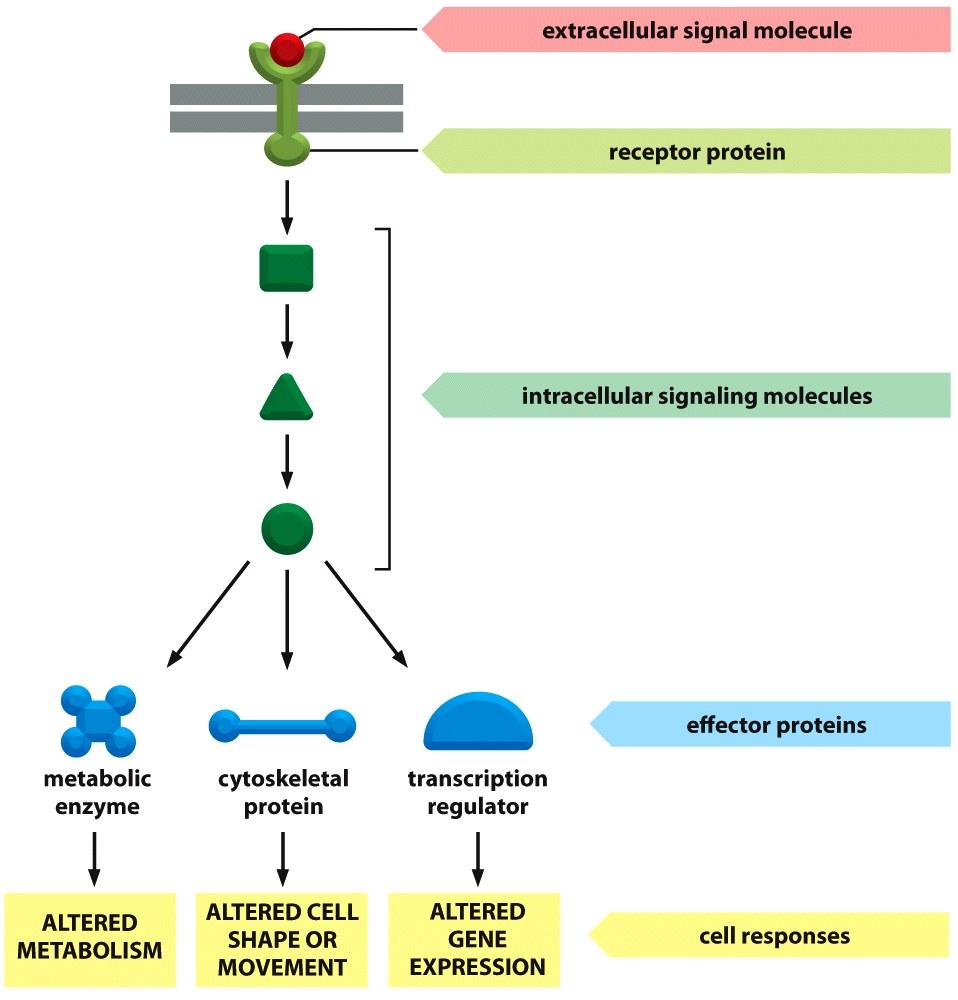 - Segnalazione da molecole extracellulari su rece$ori di membrana Per la maggior parte, le molecole di segnalazione sono molto idrofile e non possono passare