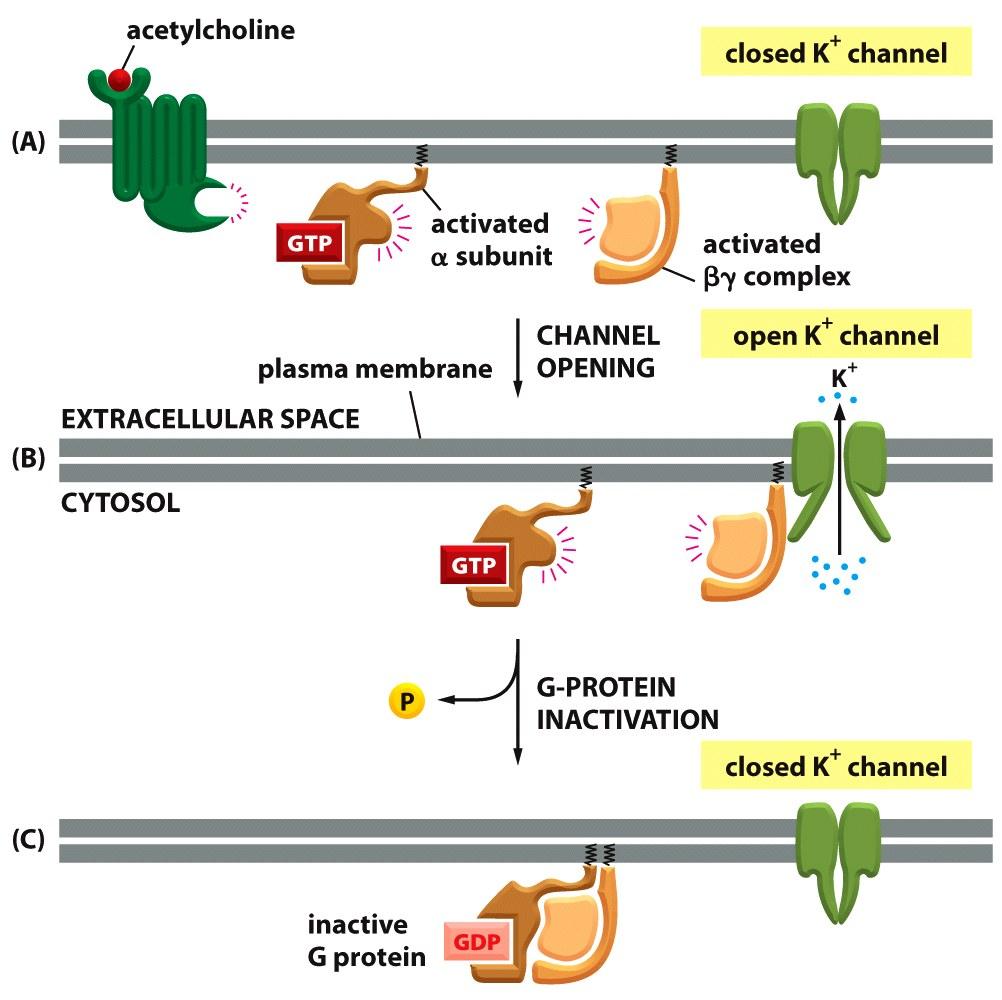 Ci sono diversi Tpi di proteine G, che possono interagire con: - Canali