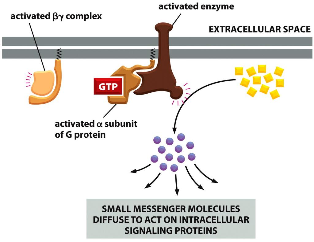 - Enzimi: - Adenilato ciclasi: produce AMP ciclico partendo da ATP. - Fosfolipasi C: taglia il fosfoinosiede di membrana e produce inositolo trifosfato e diacilglicerolo.