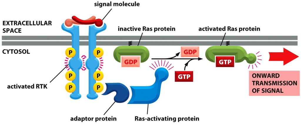 Quasi tuy i RTK ayvano, fra altre, una proteina di segnalazione intracellulare legata a membrana chiamata Ras.