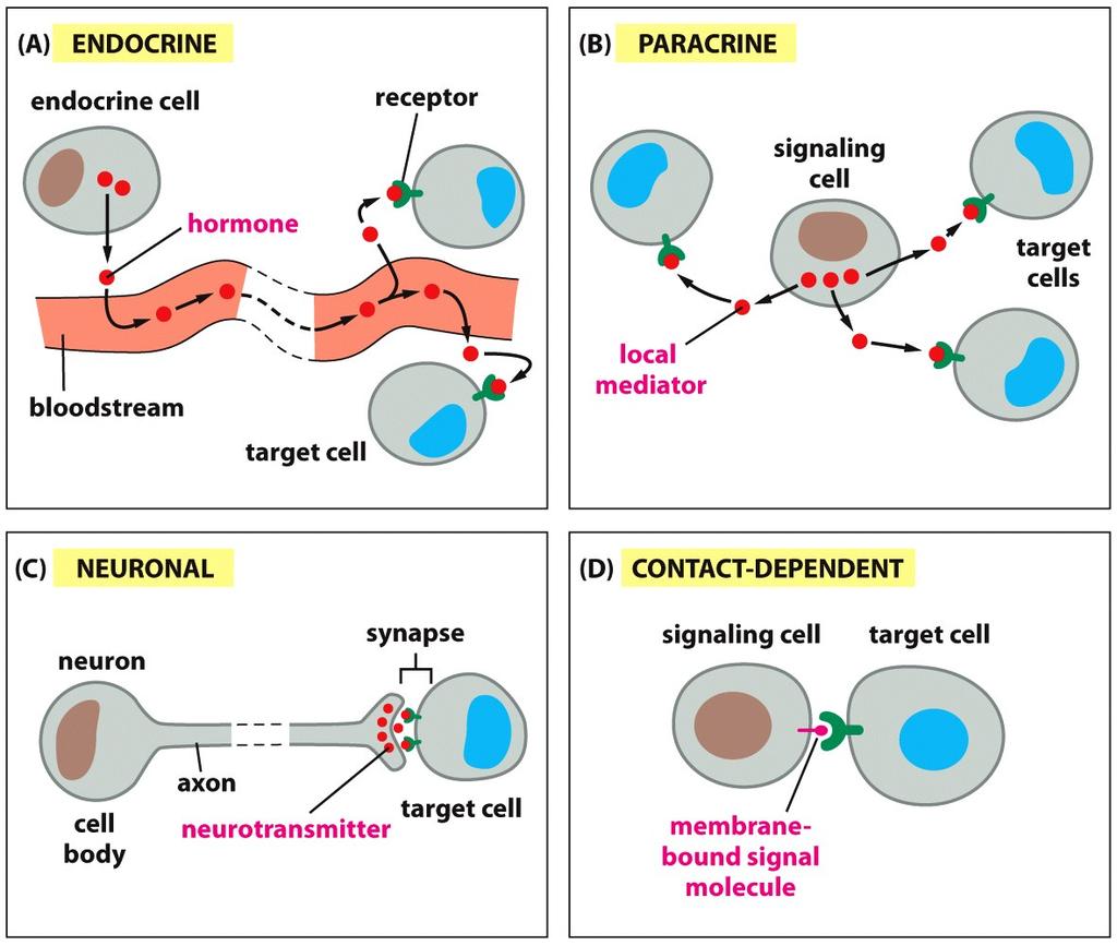 SEGNALI A LARGO RAGGIO ENDOCRINA SEGNALI A BREVE RAGGIO PARACRINA (E AUTOCRINA) SEGNALI PIU GENERALI ORMONE